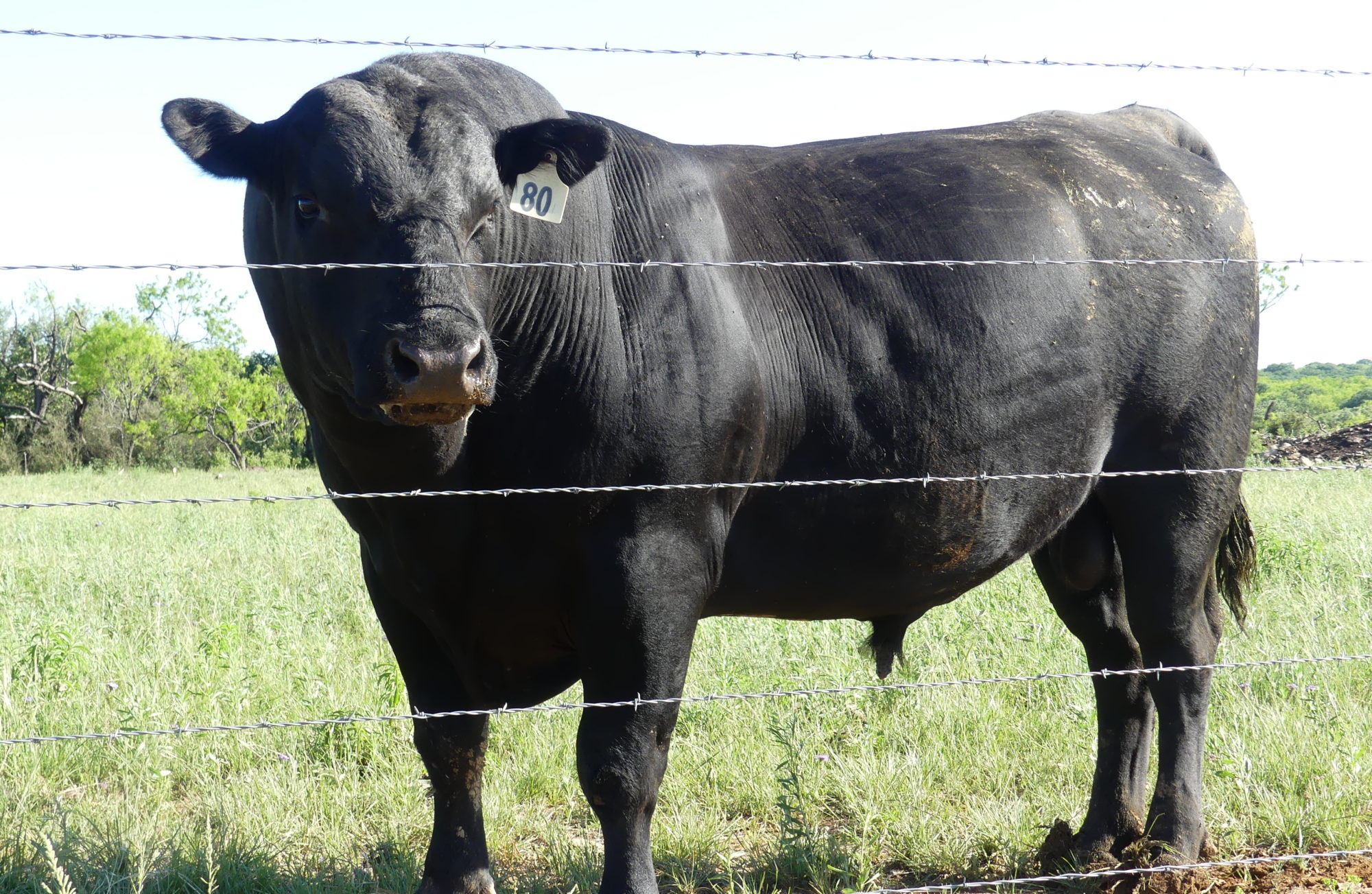 Pecan Bayou Cattle, Author at Pecan Bayou Cattle®