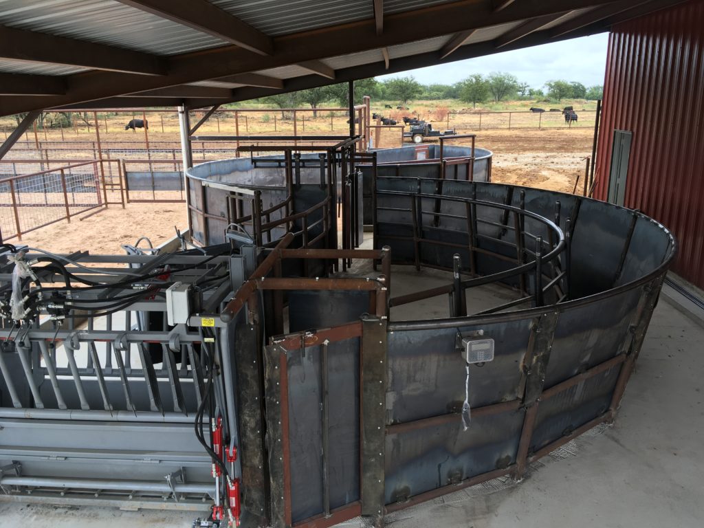 Our Cattle Pens Pecan Bayou Cattle