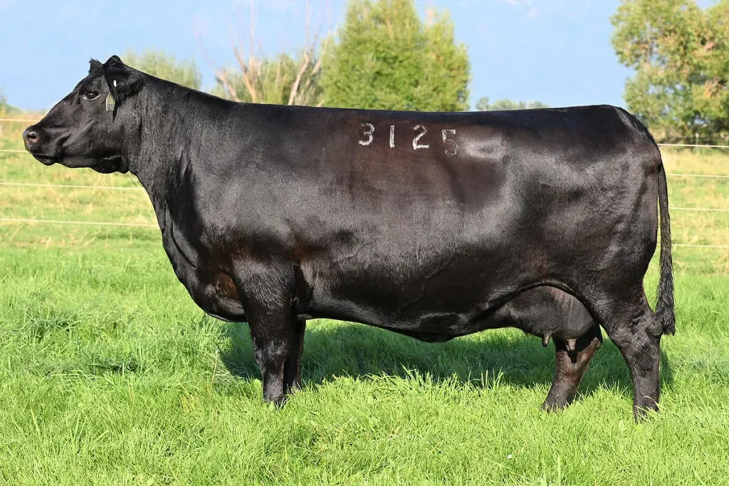 Angus Cow Donna 3125