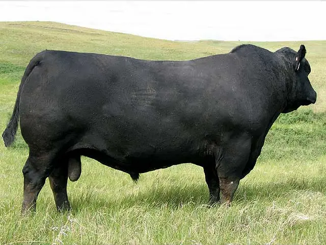 Beef Bull Angus