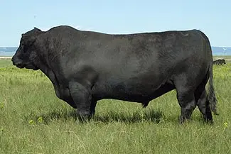Fertile Angus Bull