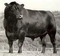 Classic Angus Bull