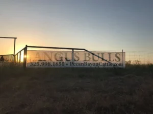 Angus Bulls for Sale in Texas