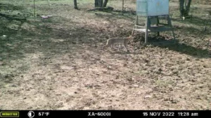 Native Texas Bobcat near feeder