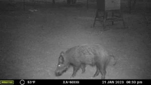 Wild Hog in Texas 