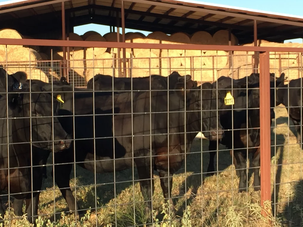 Angus Cows at Hay Barn