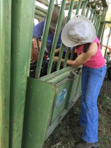 Working Angus Cattle in Squeeze Chute