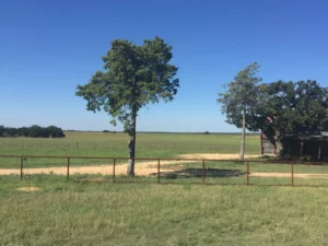 Trees at Ranch in Texas