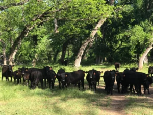 Angus Cows on Pecan Bayou River North of Lake Brownwood Texas