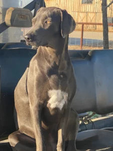 Texas Blue Lacy - "Roo" Pecan Bayou Cattle Dog