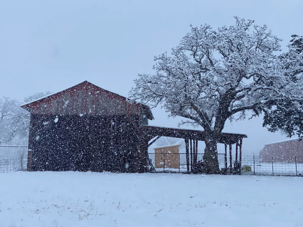 Barn and Oak Tree with Snow at Texas Ranch