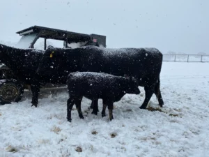 Angus cow and calf in snow with Polaris Ranger