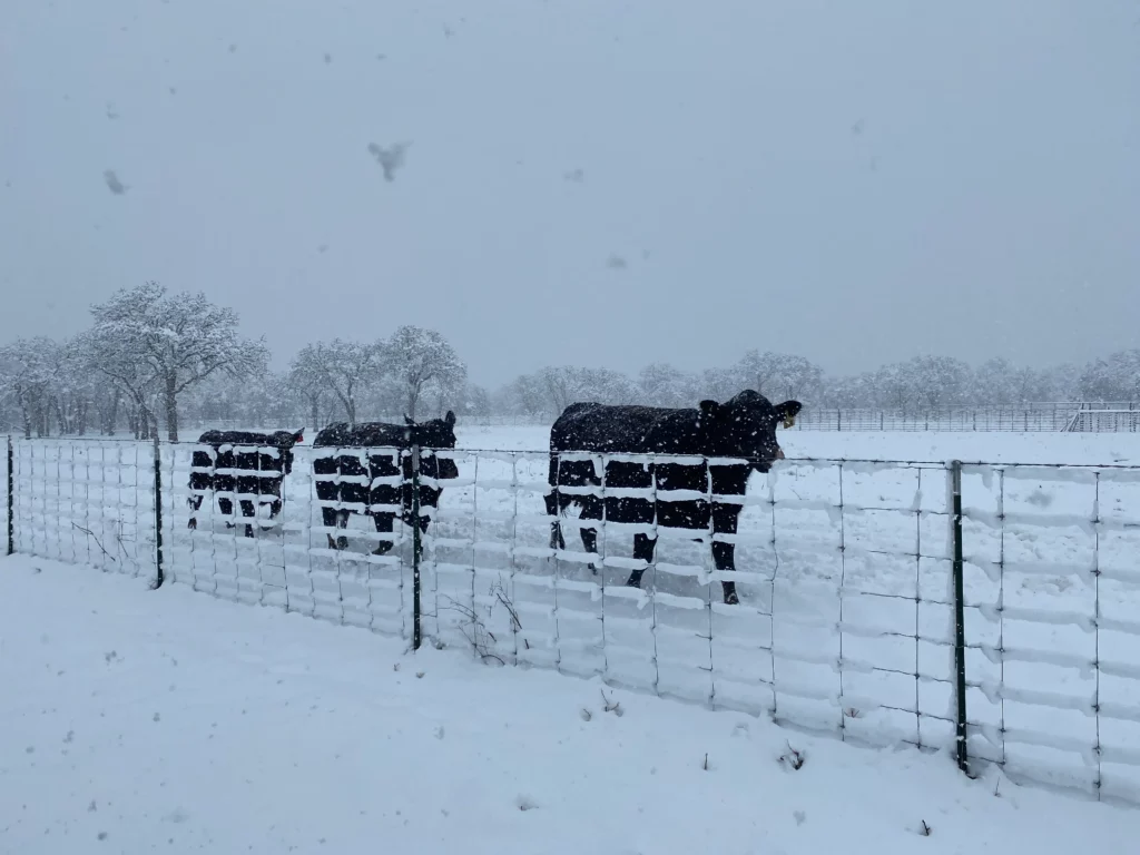 Angus Cows by fence in snow