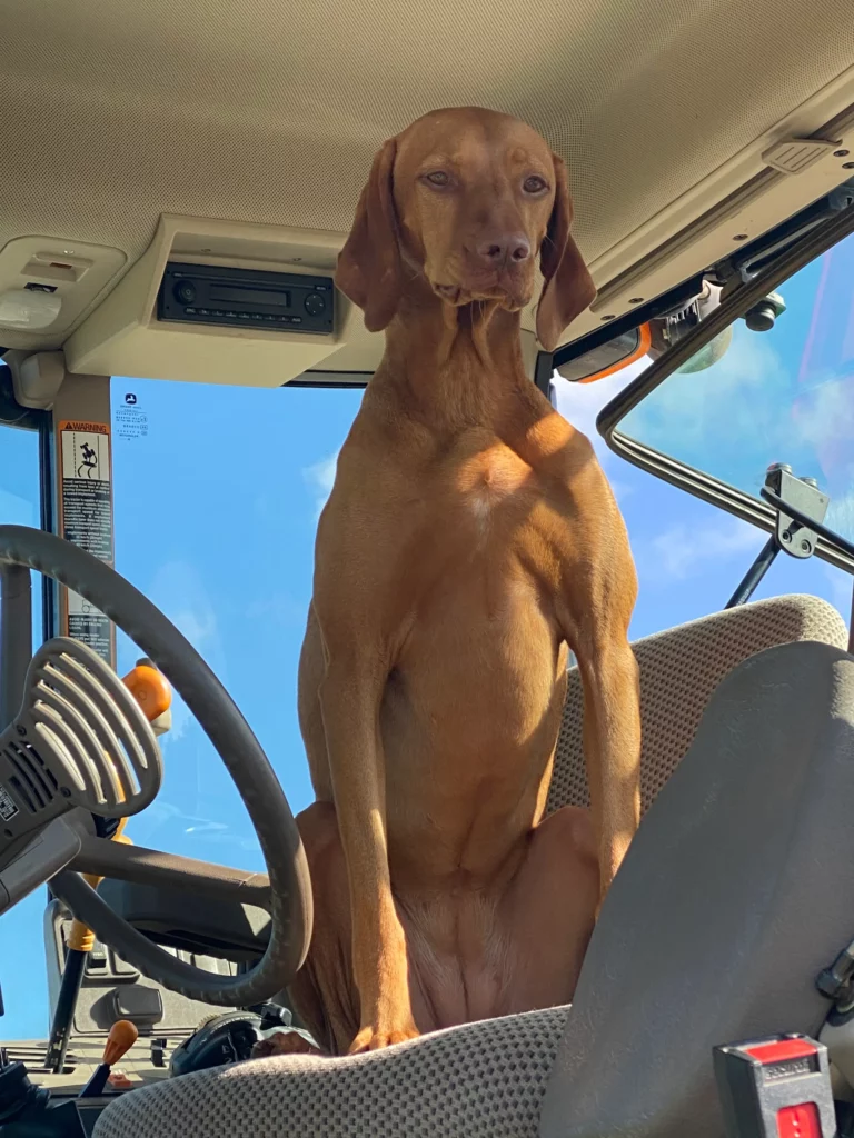 Vizsla in Tractor Seat at Texas Cattle Ranch