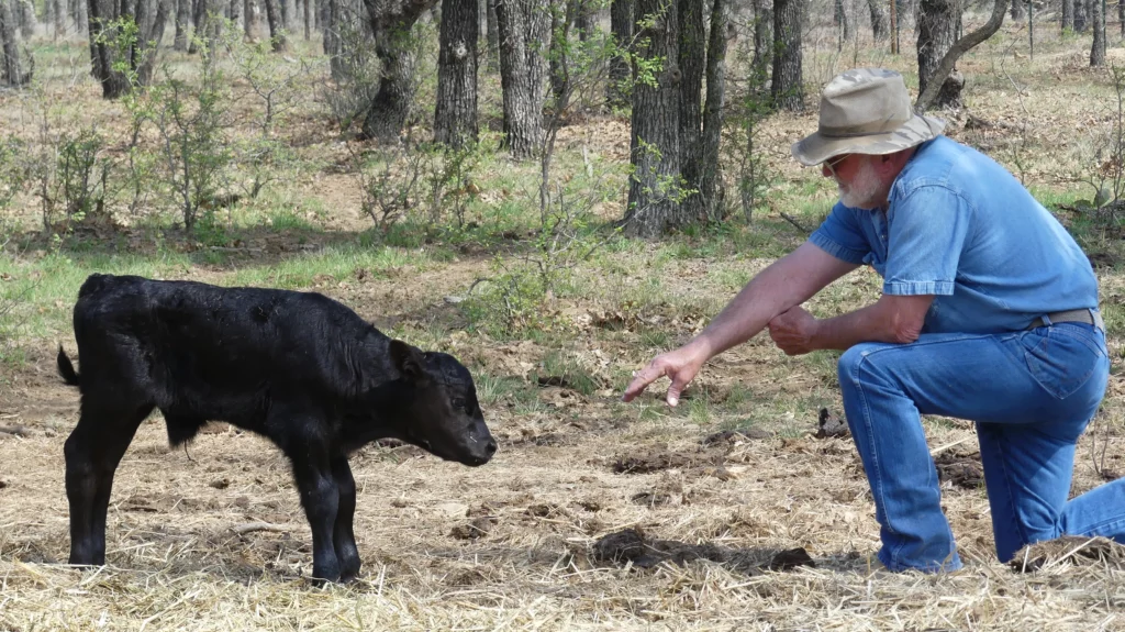 Texas Rancher with angus calf