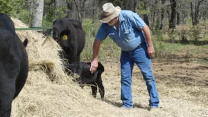 Texas rancher petting angus calf