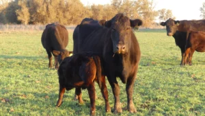 Angus cow calf pair