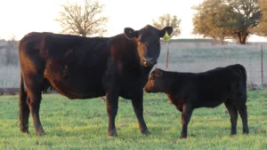 Angus cow with calf