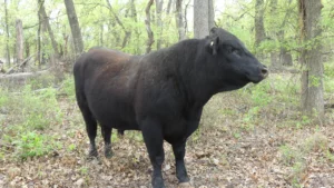Angus bull near Lake Brownwood Texas