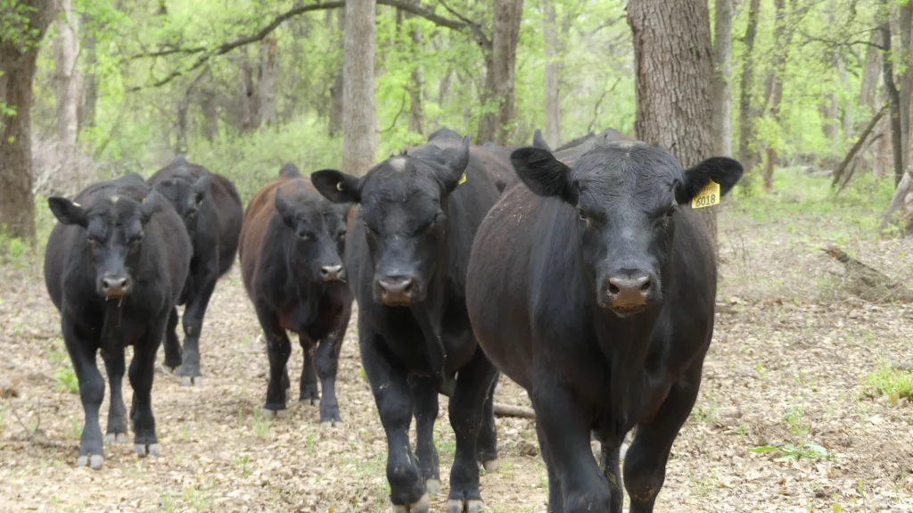 Angus Bulls walking next to Pecan Bayou River near Brownwood, Texas