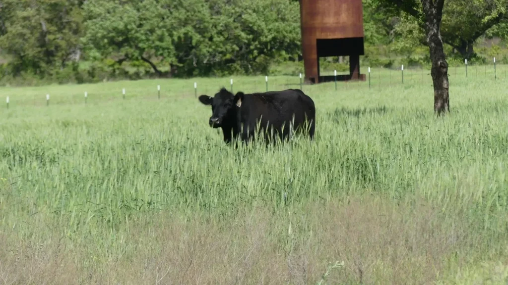 Angus Cow in tall grass