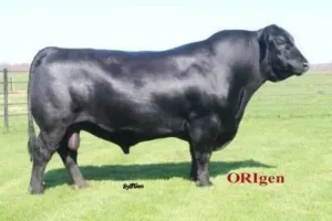 BCA Patriarch