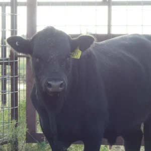 Angus Bull
