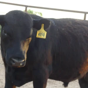 Angus Bull
