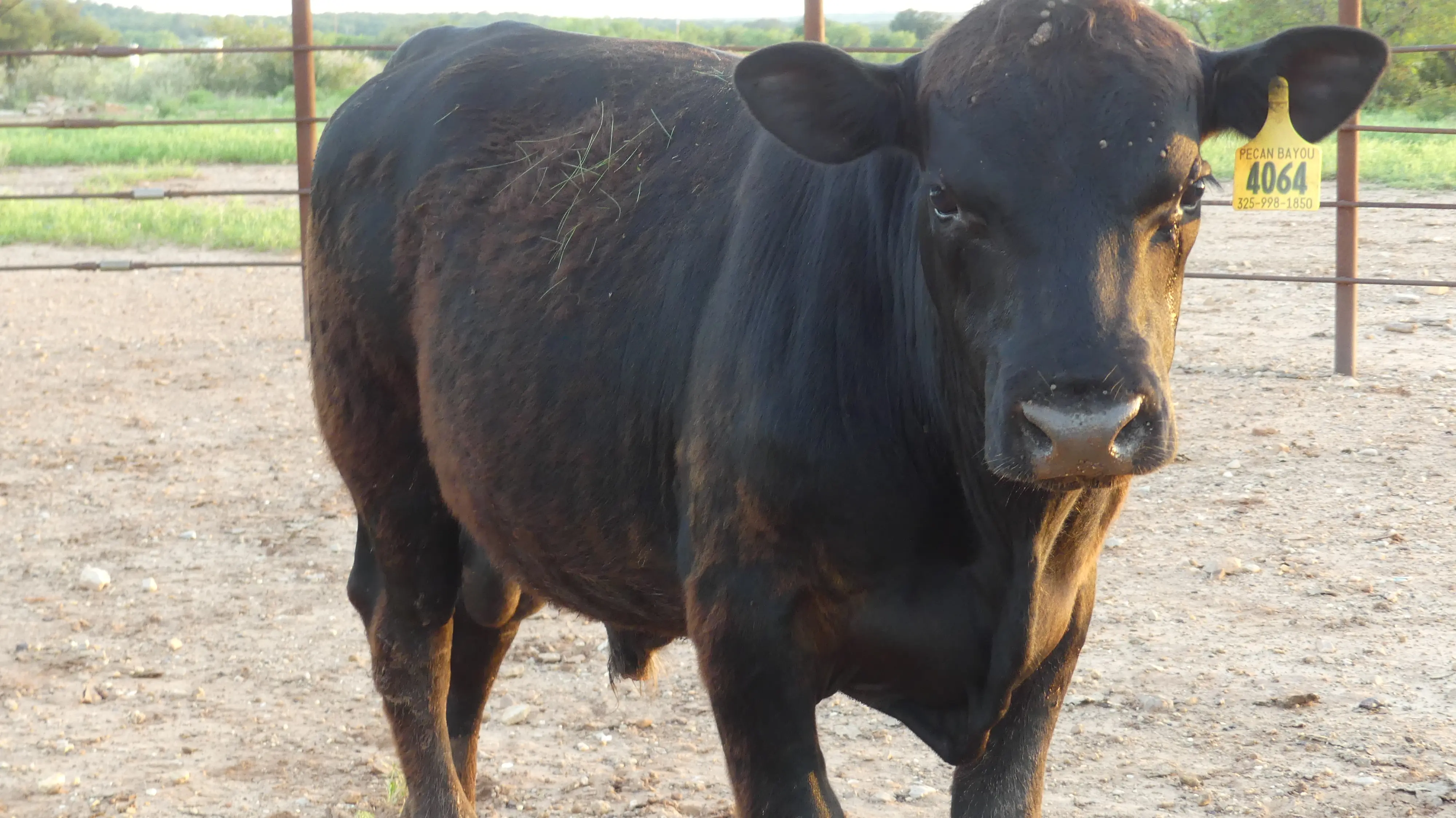 Registered Angus Bull for Sale - Pecan Bayou Brady 4064