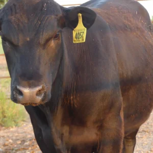 Registered Angus Bull for Sale - Pecan Bayou High Caliber 4057
