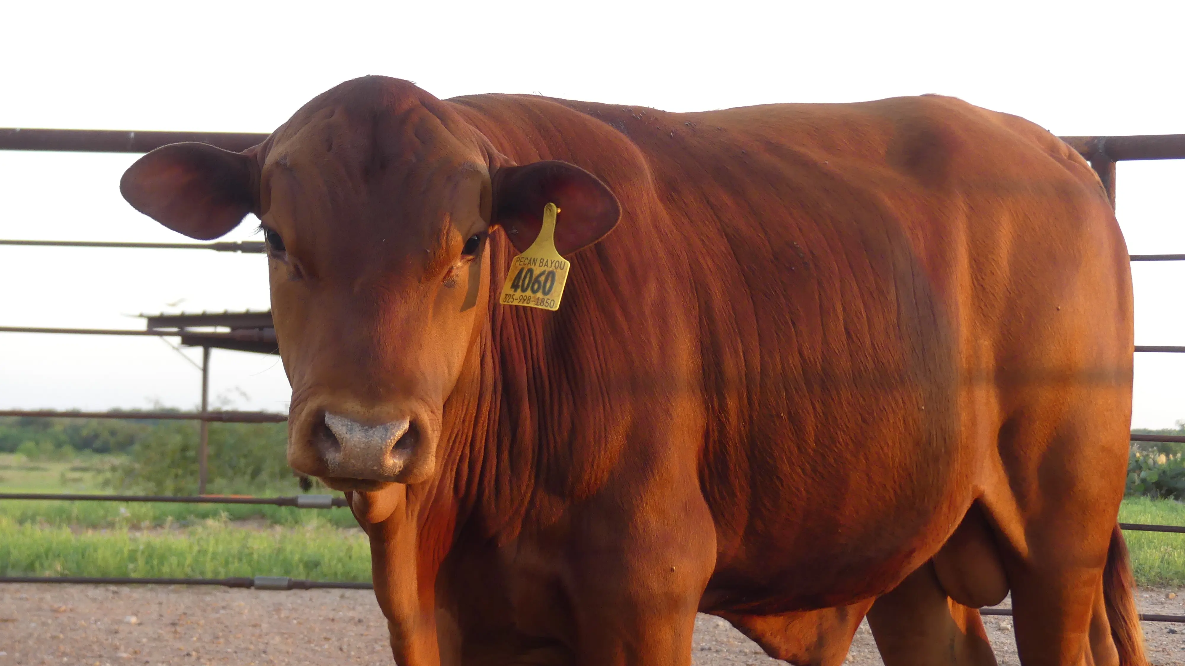 Registered Senepol Bull for Sale in Texas