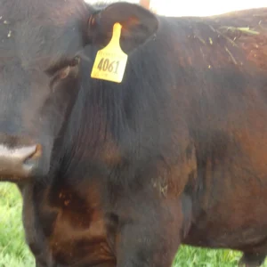 Angus Bull