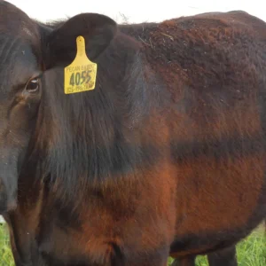 Registered Angus Bull for Sale - Pecan Bayou Rebel 4055