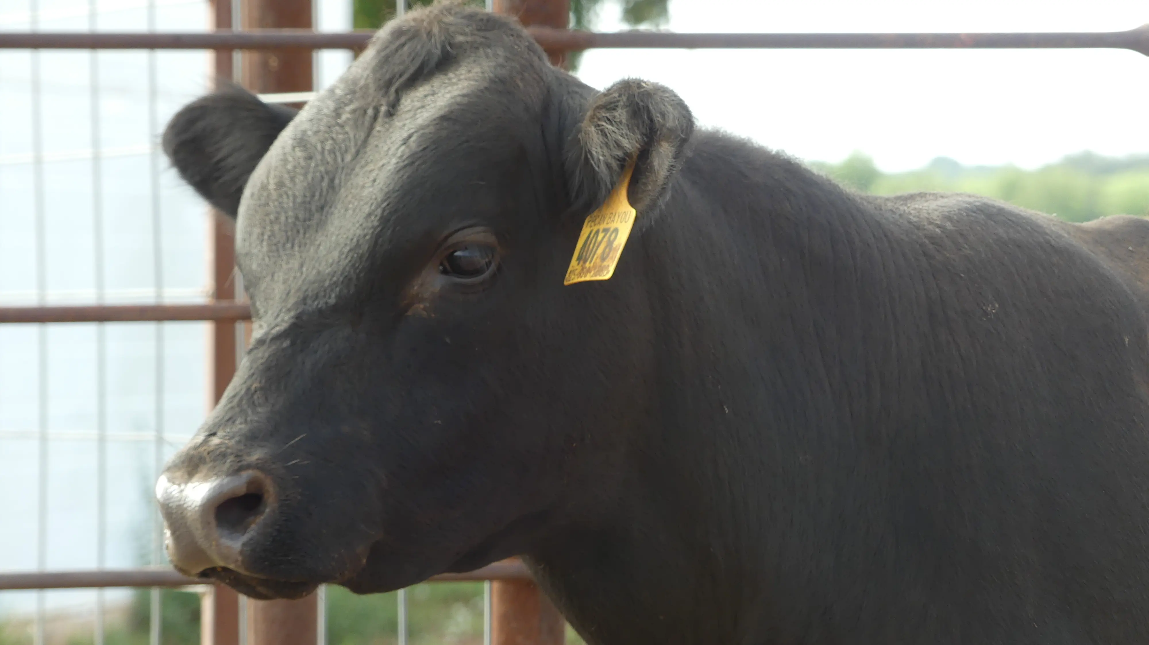 Registered Angus Bull for Sale