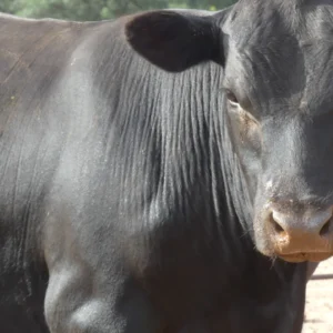Angus Bull for Sale