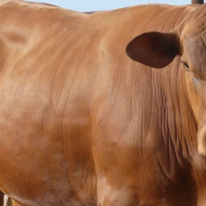 Registered Senepol Bull for Sale in Texas