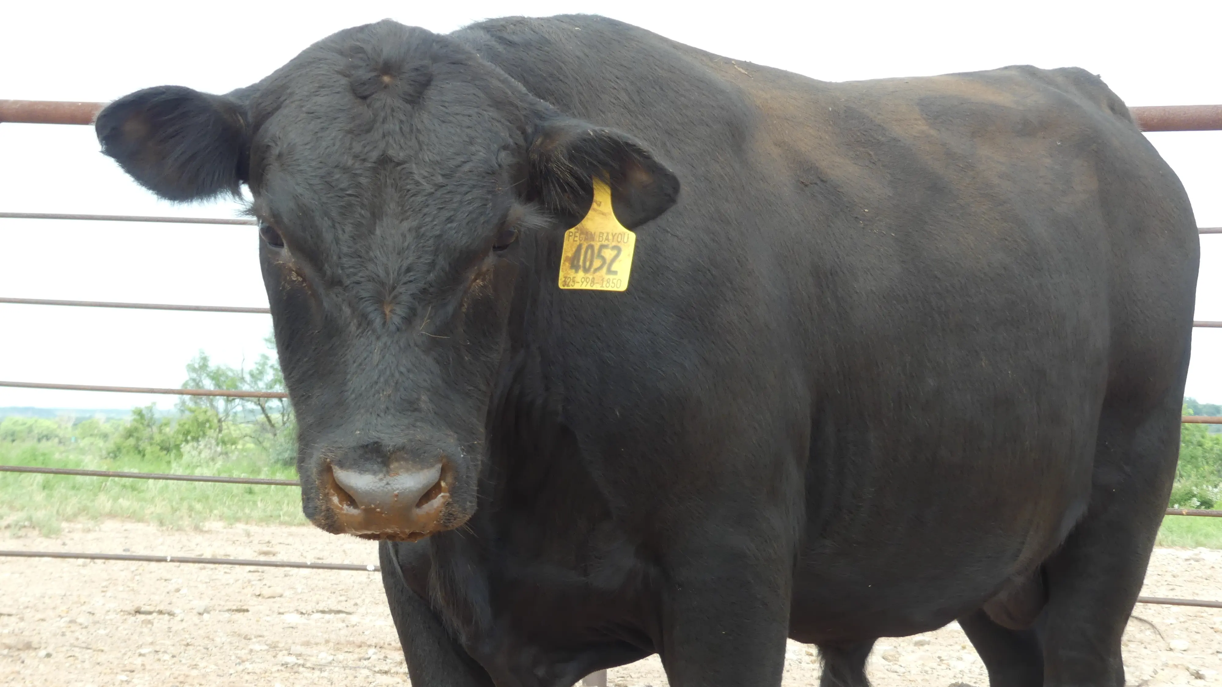 Registered Angus Bull for Sale Texas
