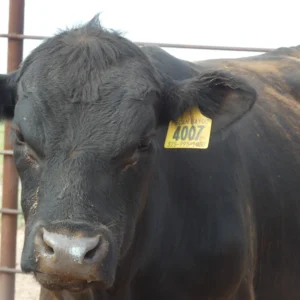 Angus Bull for Sale