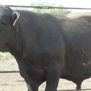 Senepol x Angus Cross Bull for Sale