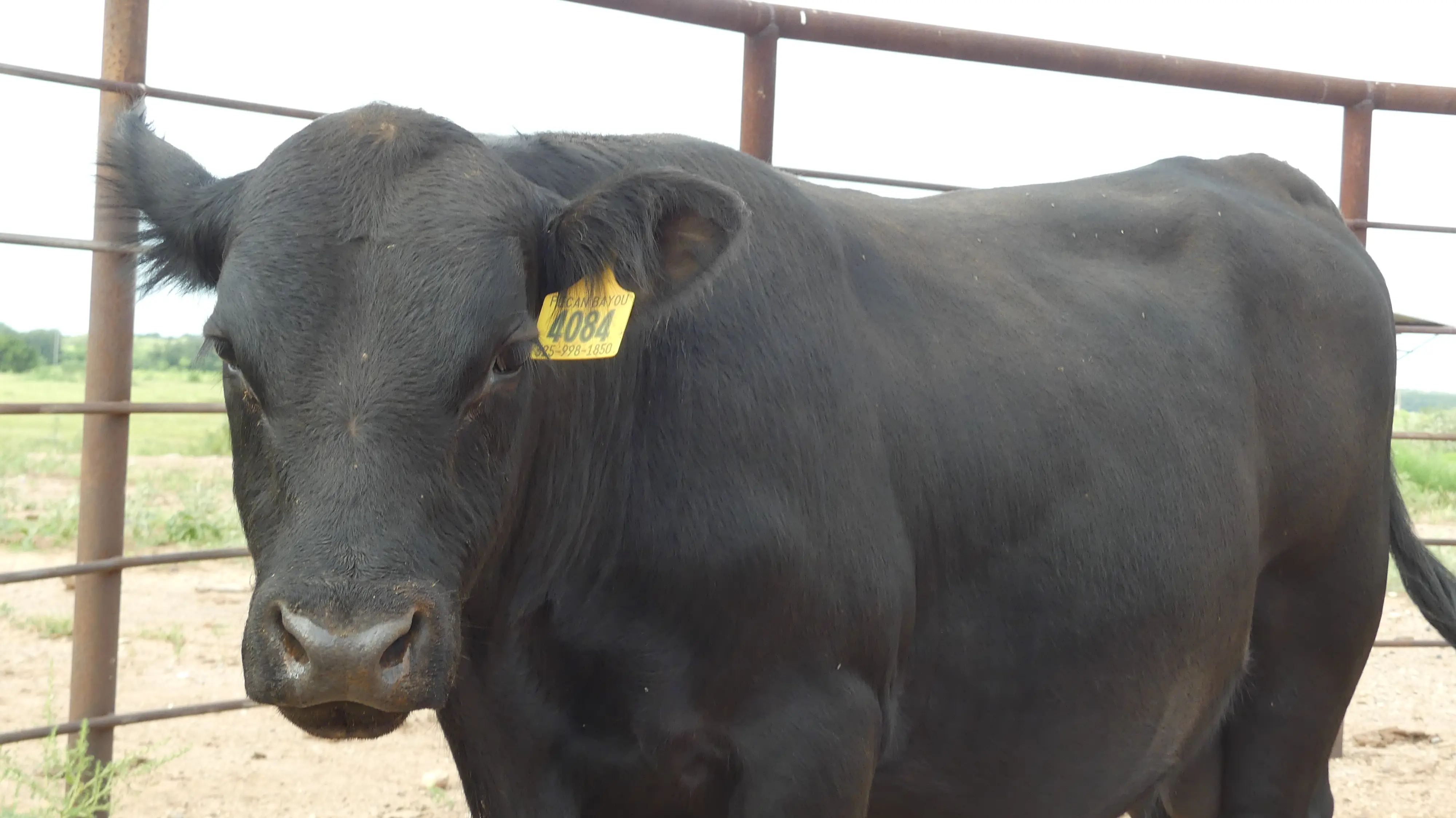 Registered Angus Bull