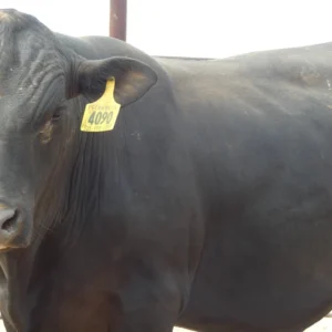 Senepol x Angus Bull