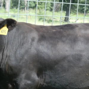 Angus Bull