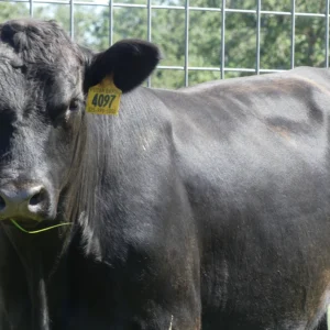 Angus Bull