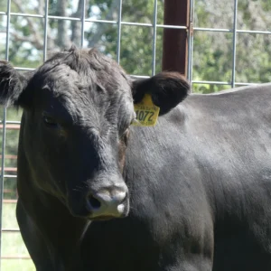 Angus Bull