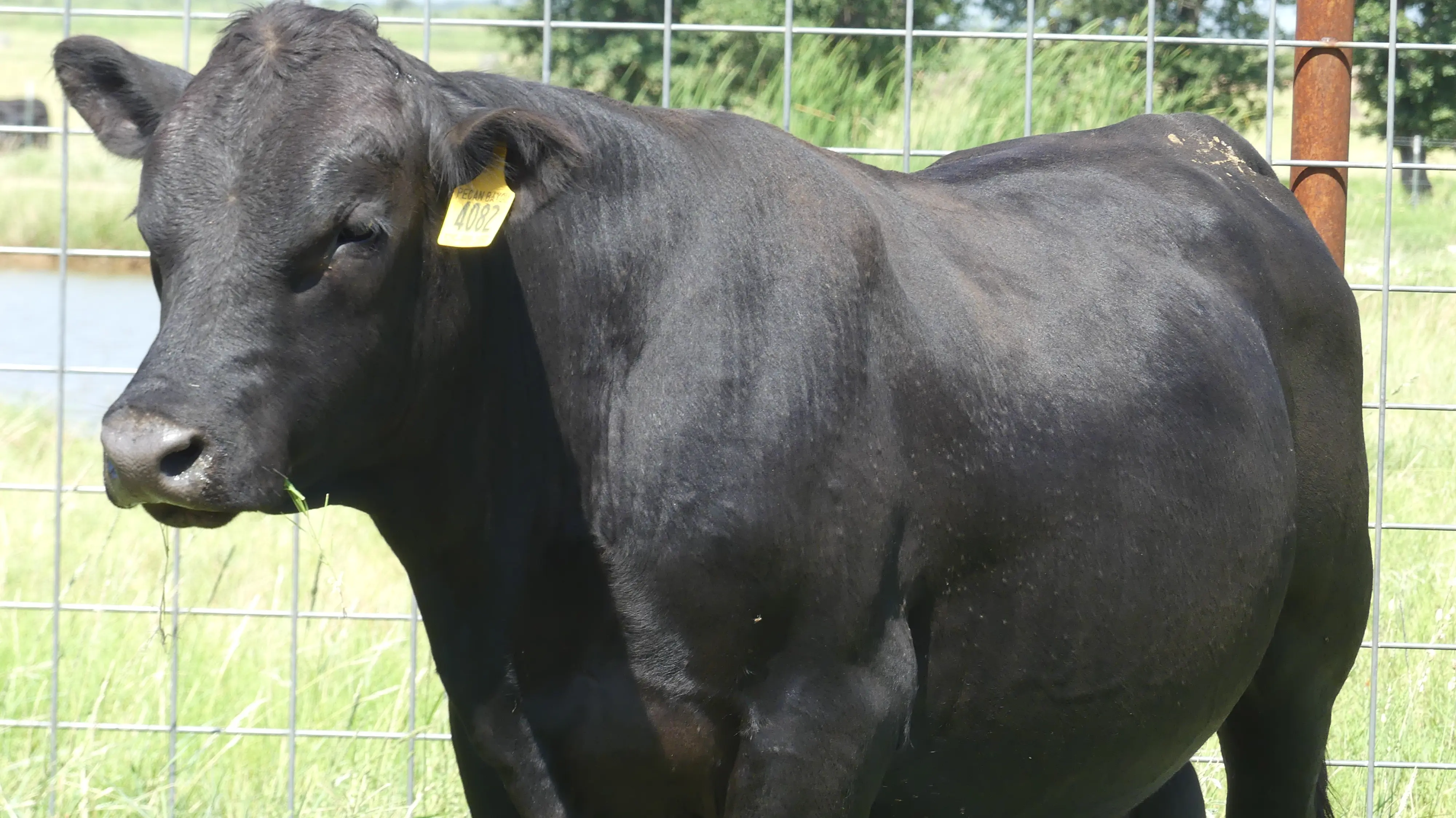 Angus Bull